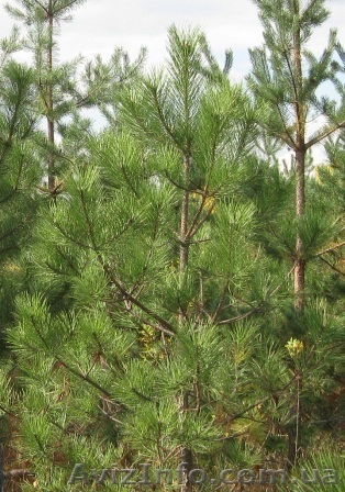  Сосна крымская 240-280см - <ro>Изображение</ro><ru>Изображение</ru> #1, <ru>Объявление</ru> #1004454