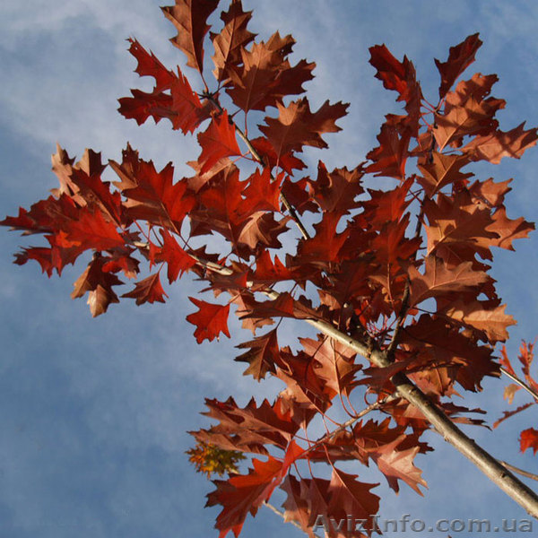 Дуб красный h 3m - h 6m - <ro>Изображение</ro><ru>Изображение</ru> #1, <ru>Объявление</ru> #1005972