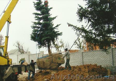 Зимняя пересадка крупномеров - <ro>Изображение</ro><ru>Изображение</ru> #1, <ru>Объявление</ru> #1004426