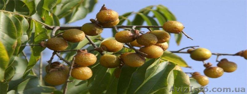 мыльные орехи (стиральный порошок,шампунь,моющее стердство) - <ro>Изображение</ro><ru>Изображение</ru> #1, <ru>Объявление</ru> #1011284