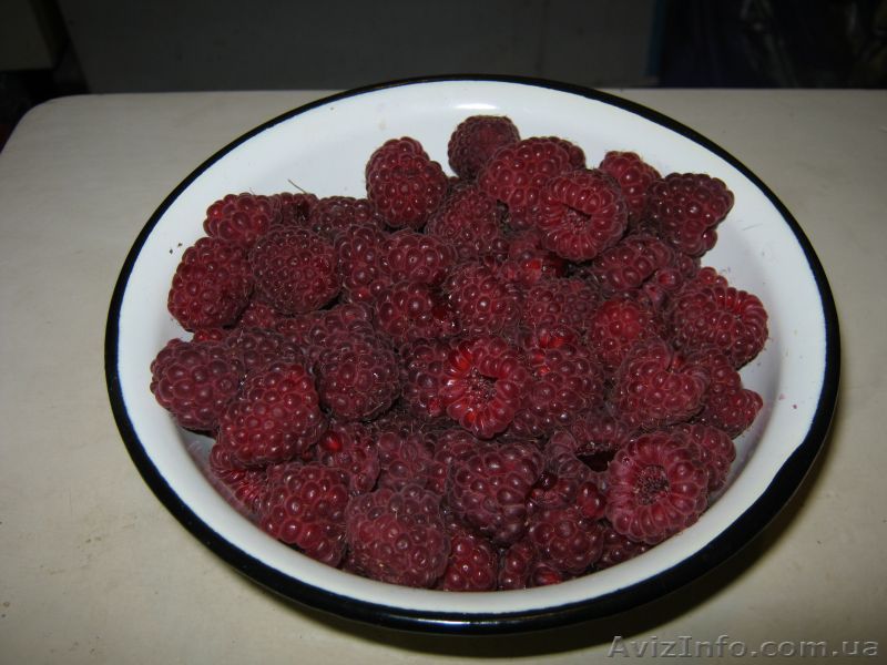 саженцы малины ремонтантной:полка,оранжевое чудо,евразия,и др. - <ro>Изображение</ro><ru>Изображение</ru> #1, <ru>Объявление</ru> #1039063