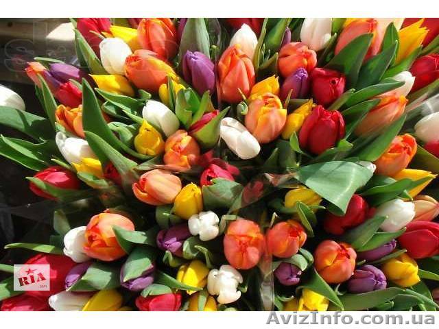 Тюльпан Голландия оптом и мелким оптом - <ro>Изображение</ro><ru>Изображение</ru> #1, <ru>Объявление</ru> #1041733