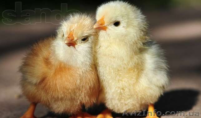 Бройлер подрощеный Росс-708. - <ro>Изображение</ro><ru>Изображение</ru> #1, <ru>Объявление</ru> #1065095