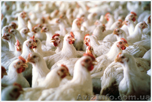 Домашние куры бройлеры - <ro>Изображение</ro><ru>Изображение</ru> #1, <ru>Объявление</ru> #1051714