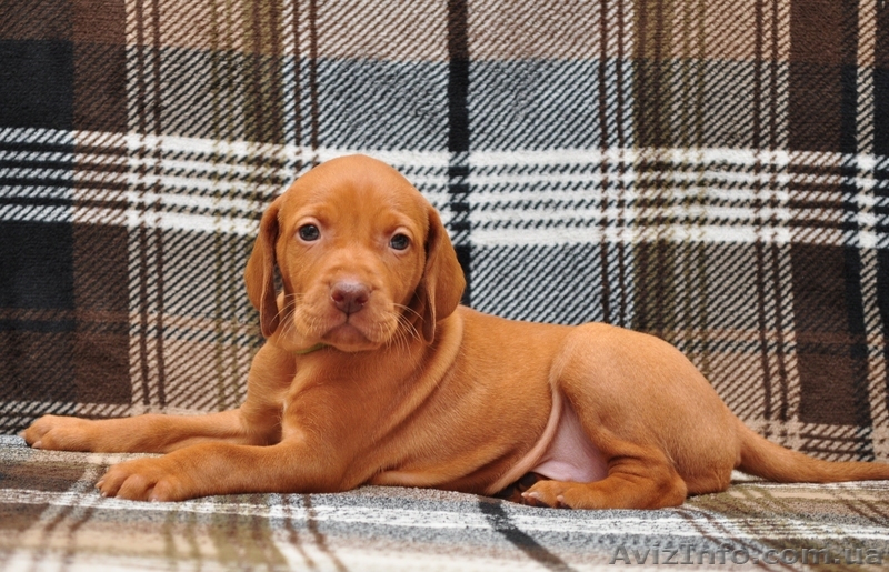 Венгерская выжла щенки для семьи - <ro>Изображение</ro><ru>Изображение</ru> #1, <ru>Объявление</ru> #1050310
