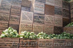 Продам картофель и капусту  - <ro>Изображение</ro><ru>Изображение</ru> #1, <ru>Объявление</ru> #1058256