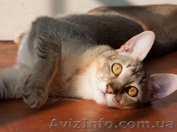 Продам шаузи (Абиссинская) - <ro>Изображение</ro><ru>Изображение</ru> #1, <ru>Объявление</ru> #1065413