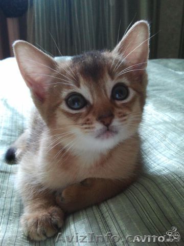 Продам абиссинчика кошечка - <ro>Изображение</ro><ru>Изображение</ru> #1, <ru>Объявление</ru> #1066291