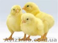 Бройлер КоББ - 500 (опт и роз) - <ro>Изображение</ro><ru>Изображение</ru> #1, <ru>Объявление</ru> #1073055