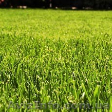 Обустройство газонов. - <ro>Изображение</ro><ru>Изображение</ru> #1, <ru>Объявление</ru> #1096133