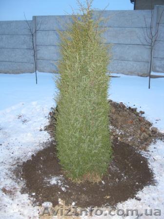 Посадочно-озеленительные работы. - <ro>Изображение</ro><ru>Изображение</ru> #1, <ru>Объявление</ru> #1096135