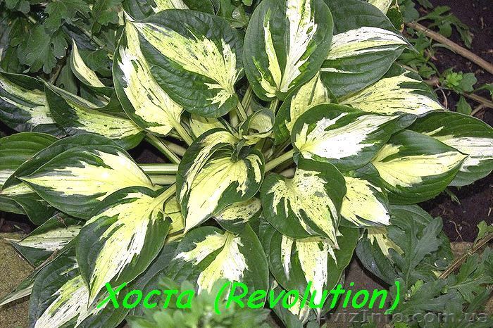 Сортовые Хосты в Харькове - <ro>Изображение</ro><ru>Изображение</ru> #1, <ru>Объявление</ru> #1088387