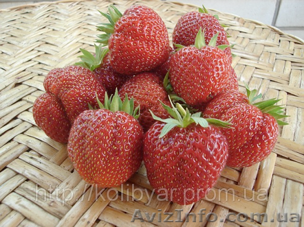 Саженцы  клубники "Молинг Пандора"  - <ro>Изображение</ro><ru>Изображение</ru> #1, <ru>Объявление</ru> #1109684