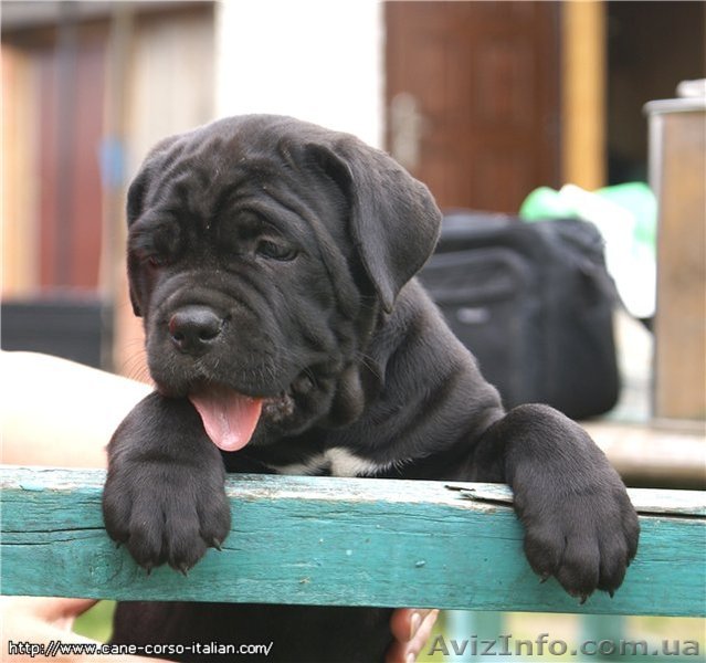 Щенки  Кане  Корсо - <ro>Изображение</ro><ru>Изображение</ru> #1, <ru>Объявление</ru> #1112231