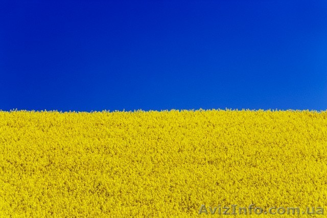 купим  рапс пшеницу сою кукурузу ячмень - <ro>Изображение</ro><ru>Изображение</ru> #1, <ru>Объявление</ru> #1114169