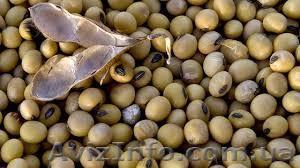 =купим рапс  пшеницу  сою  кукурузу  ячмень  подсолнечник= - <ro>Изображение</ro><ru>Изображение</ru> #1, <ru>Объявление</ru> #1113675