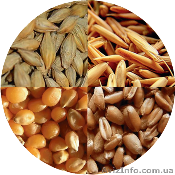 ;купим рапс  пшеницу  сою  кукурузу  ячмень  подсолнечник - <ro>Изображение</ro><ru>Изображение</ru> #1, <ru>Объявление</ru> #1117246