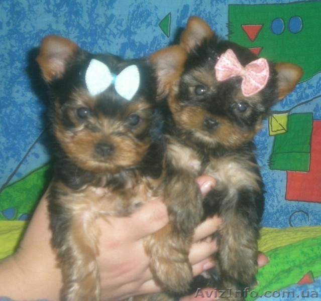 щенок йоркширский терьер - <ro>Изображение</ro><ru>Изображение</ru> #1, <ru>Объявление</ru> #1000408