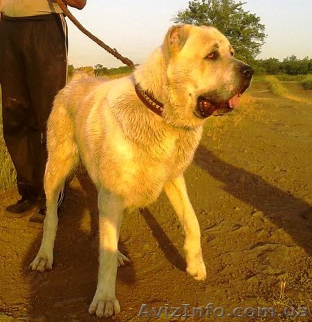 Среднеазиатская овчарка кобель - <ro>Изображение</ro><ru>Изображение</ru> #1, <ru>Объявление</ru> #1151241