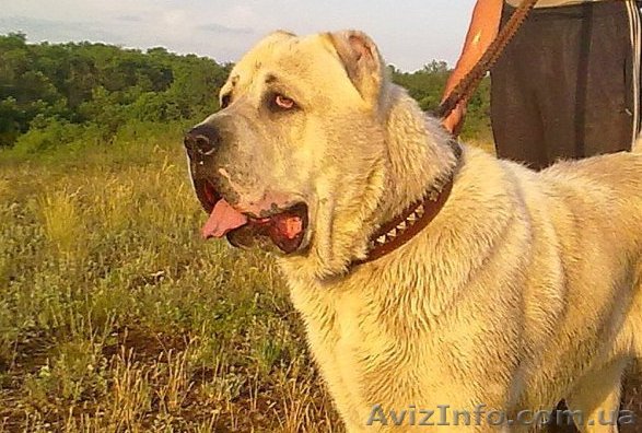 Кобель Среднеазиатской овчарки - <ro>Изображение</ro><ru>Изображение</ru> #1, <ru>Объявление</ru> #1151233