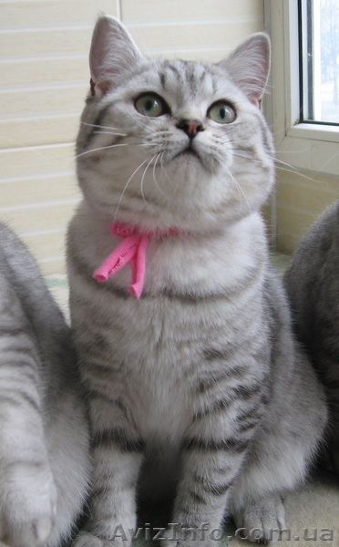 Котята британские короткошерстные. - <ro>Изображение</ro><ru>Изображение</ru> #1, <ru>Объявление</ru> #1154284