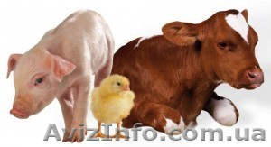 Закупка ! крупно-рогатый скот,кони,свини - <ro>Изображение</ro><ru>Изображение</ru> #1, <ru>Объявление</ru> #1164837