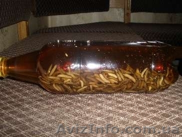 Настойка личинок восковой моли - <ro>Изображение</ro><ru>Изображение</ru> #1, <ru>Объявление</ru> #1169971