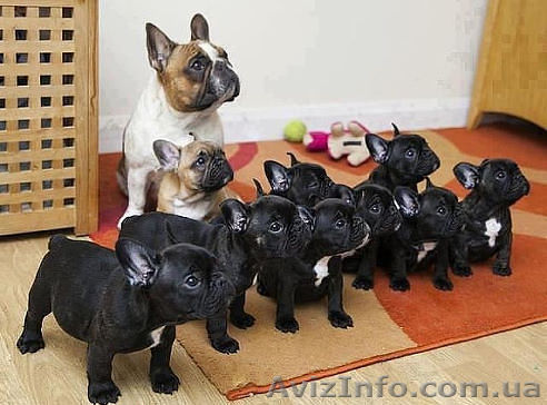 Вязка собак  - <ro>Изображение</ro><ru>Изображение</ru> #1, <ru>Объявление</ru> #1185621