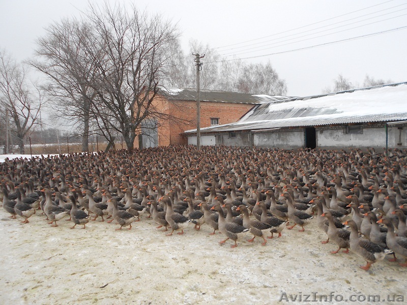 Птахівництво, яйця гусячі - <ro>Изображение</ro><ru>Изображение</ru> #1, <ru>Объявление</ru> #1203684