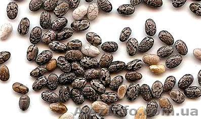 Семена чиа (испанский шалфей) - <ro>Изображение</ro><ru>Изображение</ru> #1, <ru>Объявление</ru> #1210519