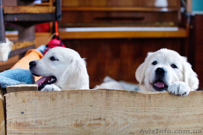 Девочки Золотистого Ретривера - <ro>Изображение</ro><ru>Изображение</ru> #1, <ru>Объявление</ru> #1220543