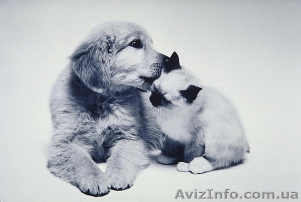 Передержка домашних животных - <ro>Изображение</ro><ru>Изображение</ru> #1, <ru>Объявление</ru> #1231235