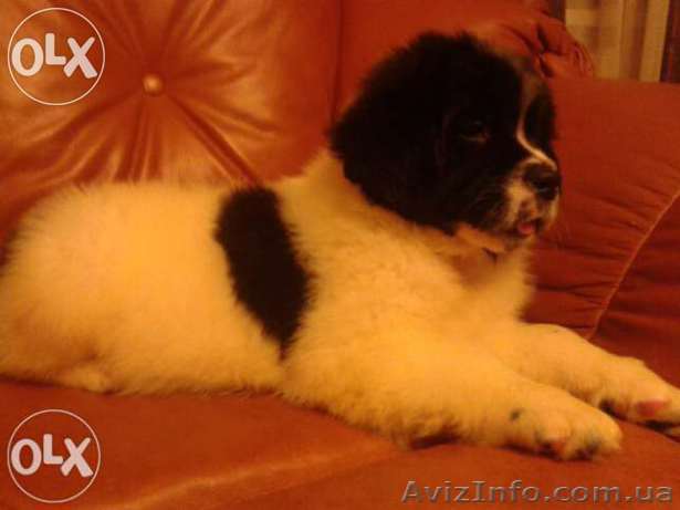  ньюфаундленда щенок - <ro>Изображение</ro><ru>Изображение</ru> #1, <ru>Объявление</ru> #1243383