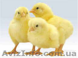 Цеплята суточные, купить можно у нас. Выгодно продам. - <ro>Изображение</ro><ru>Изображение</ru> #1, <ru>Объявление</ru> #1238950