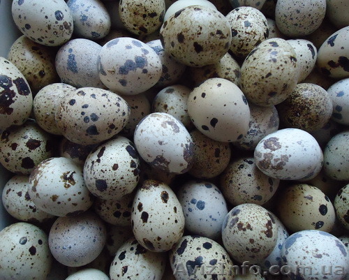 свежее перепелиное яйцо - <ro>Изображение</ro><ru>Изображение</ru> #1, <ru>Объявление</ru> #1243344