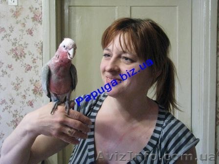 Розовый какаду. - <ro>Изображение</ro><ru>Изображение</ru> #1, <ru>Объявление</ru> #1235363