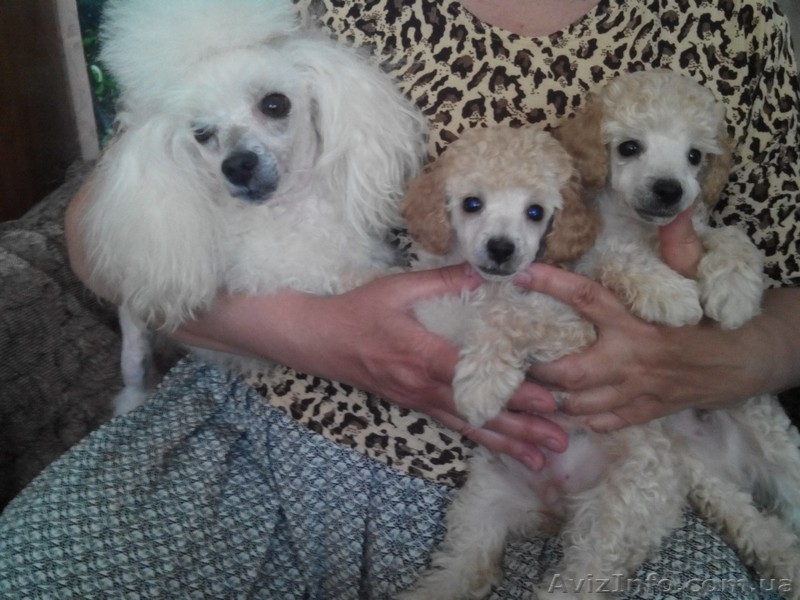 Питомцы той-пуделя - <ro>Изображение</ro><ru>Изображение</ru> #1, <ru>Объявление</ru> #1280101