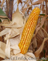 Семена кукурузы  - <ro>Изображение</ro><ru>Изображение</ru> #1, <ru>Объявление</ru> #1289512