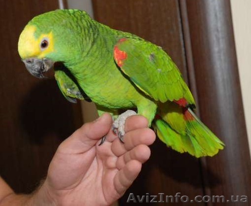 ДЕШЕВО продам сирунамского амазона - <ro>Изображение</ro><ru>Изображение</ru> #1, <ru>Объявление</ru> #1318296