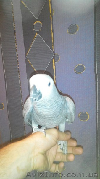 СРОЧНО Дешево продам ручного говорящего жако!! - <ro>Изображение</ro><ru>Изображение</ru> #1, <ru>Объявление</ru> #1318297