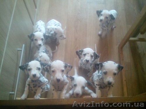Продам чистокровных щенков далматина - <ro>Изображение</ro><ru>Изображение</ru> #1, <ru>Объявление</ru> #1328450