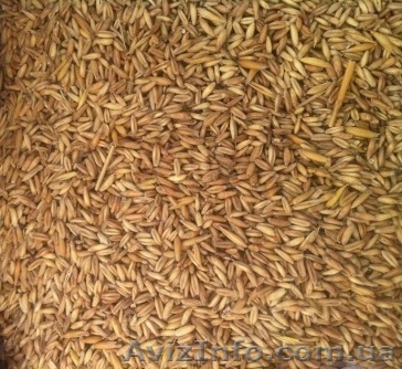 Зерновые с шелухой. Некондиция, отходы зернобобовых - <ro>Изображение</ro><ru>Изображение</ru> #1, <ru>Объявление</ru> #1348377