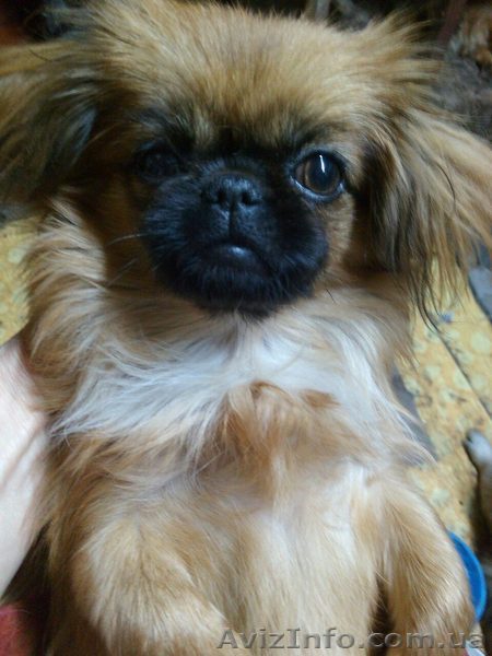 Продам Щенков пекинеса - породистую девочку - <ro>Изображение</ro><ru>Изображение</ru> #1, <ru>Объявление</ru> #1337126