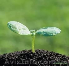 Субстрат торфяной "Универсальный" - <ro>Изображение</ro><ru>Изображение</ru> #1, <ru>Объявление</ru> #1376066