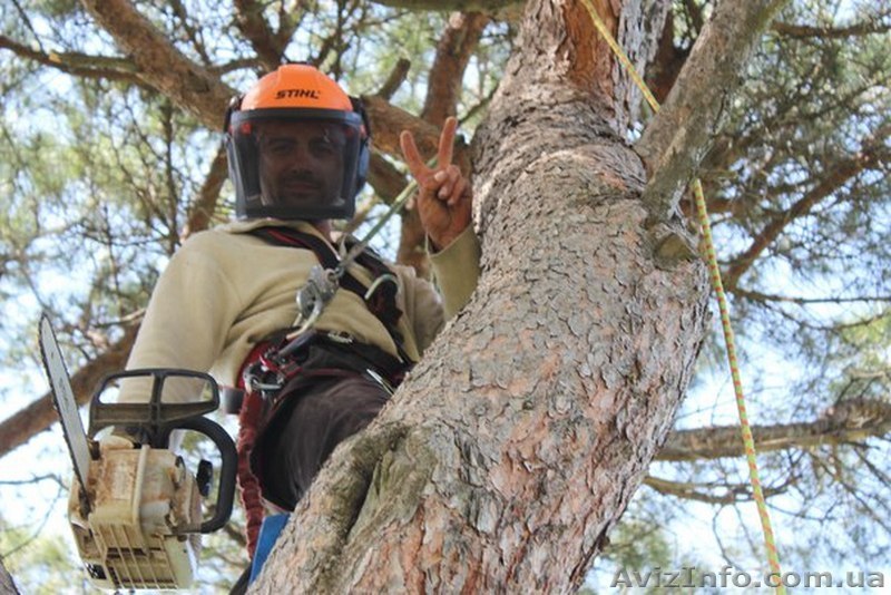 Спил деревьев Спил деревьев Спил деревьев - <ro>Изображение</ro><ru>Изображение</ru> #1, <ru>Объявление</ru> #1380023