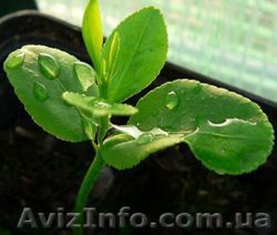 Удобрение Грунт Activ  - <ro>Изображение</ro><ru>Изображение</ru> #1, <ru>Объявление</ru> #1384913