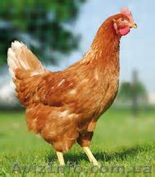 Цыплята суточные Браун Ник. Супер несушка!   - <ro>Изображение</ro><ru>Изображение</ru> #1, <ru>Объявление</ru> #1394506