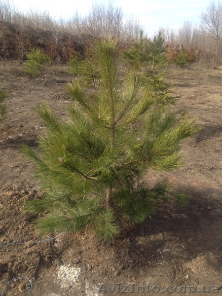 Сосна крымская (с комом) оптом  - <ro>Изображение</ro><ru>Изображение</ru> #1, <ru>Объявление</ru> #1388258