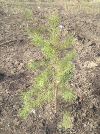 Сосна обыкновенная (без кома) оптом - <ro>Изображение</ro><ru>Изображение</ru> #1, <ru>Объявление</ru> #1388262