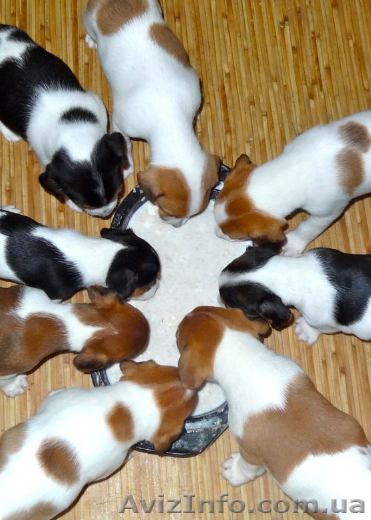 отдадим красивых щенков хорошим людям - <ro>Изображение</ro><ru>Изображение</ru> #1, <ru>Объявление</ru> #1417611